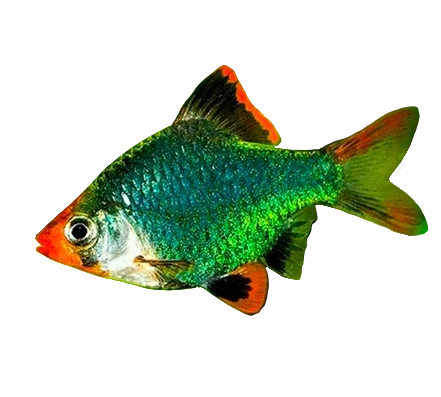 2026_07_26_3455165